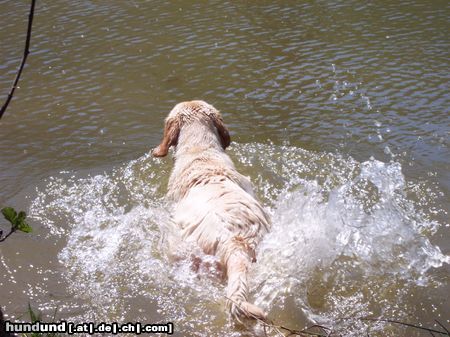 Labrador Retriever schwimmen....