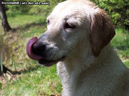 Labrador Retriever Ist die nicht süß, unsre Ronja.....