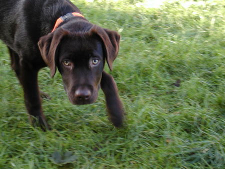 Labrador Retriever Mr.Jingels 5 Monate 