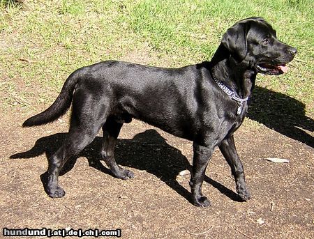 Labrador Retriever Sniper, 18Mon.