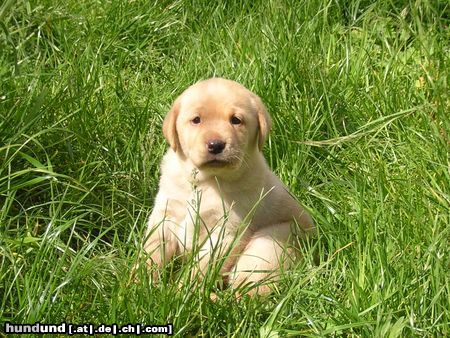 Labrador Retriever Sniper´s Tochter 4 Wochen alt