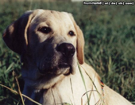 Labrador Retriever Mein Duke, der hübscheste Labrador Rüde