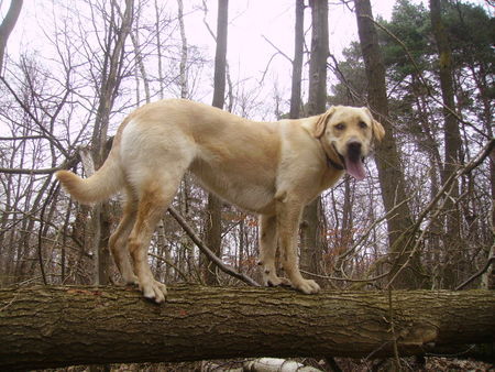 Labrador Retriever Hoffentlich fall ich nicht runter