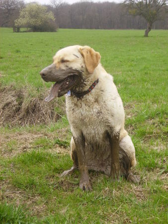 Labrador Retriever Oh da bin ich wohl ein bisschen dreckig geworden *g*