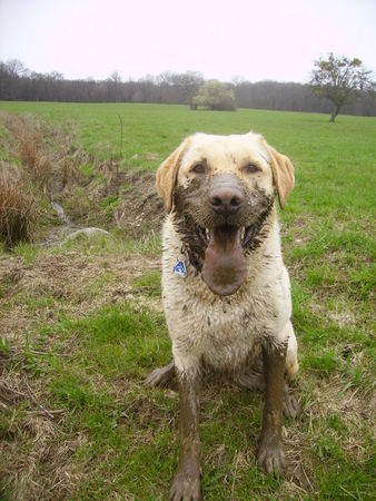 Labrador Retriever Oh da bin ich wohl ein bisschen dreckig geworden *g*