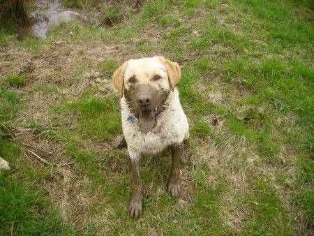 Labrador Retriever Oh da bin ich wohl ein bisschen dreckig geworden *g*