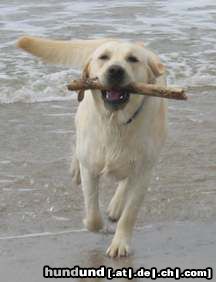 Labrador Retriever Einstein am Meer