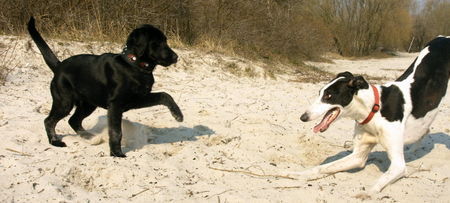 Labrador Retriever Labbiwelpe und Galgo im Spiel