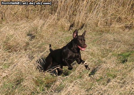 Labrador Retriever Pause nach Labimanieren