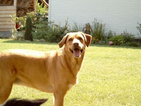 Labrador Retriever Nun Herrchen,wirf schon den Ball.