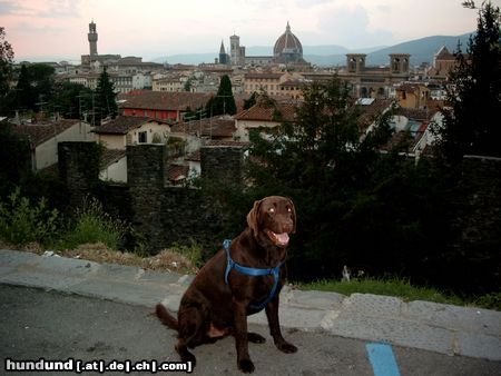 Labrador Retriever Tango in Florenz