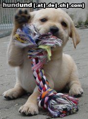 Labrador Retriever Labrador -Welpen vom Klöpperhof