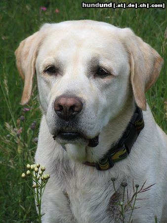 Labrador Retriever