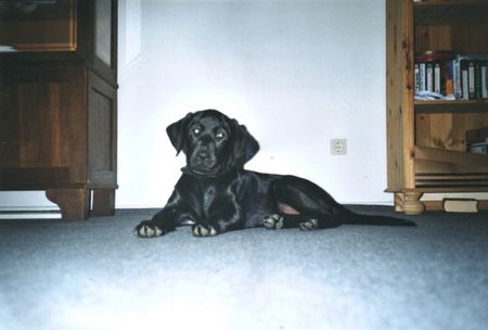 Labrador Retriever Das ist Grille. sie ist 6 Monate alt und total Lieb....