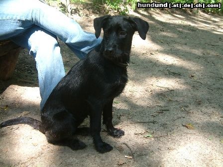 Labrador Retriever Luna am Grunewaldsse in Berlin