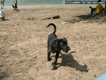 Labrador Retriever Luna am Grunewaldsse in Berlin