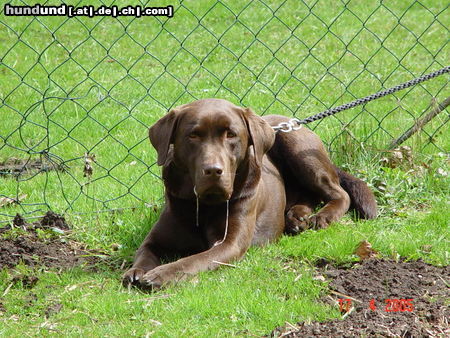 Labrador Retriever Hast Du einen Jogger verschluckt