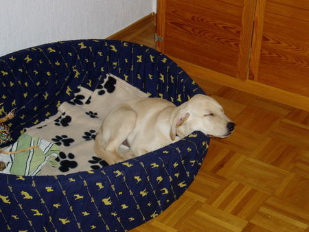 Labrador Retriever Das ist Joshi (wenn es mal etwas ruhiger wird )