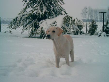 Labrador Retriever