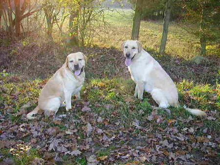 Labrador Retriever Vater und Tochter