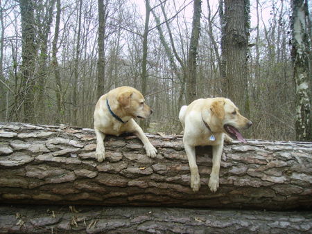 Labrador Retriever So ists richtig nicht schummeln !!!