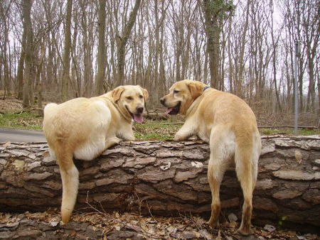 Labrador Retriever Schummeln muss jeder mal :)