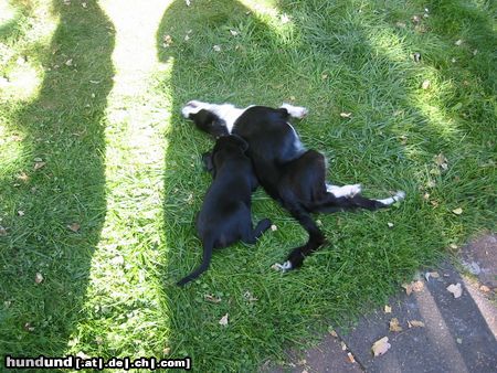 Labrador Retriever Joyce mit Freund Jerry