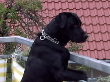 Labrador Retriever der Vorwitz blagt ihn mal wieder ;O)