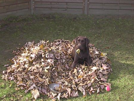 Labrador Retriever Murphy