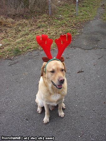 Labrador Retriever Nestor der Weihnachts-Elch