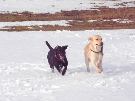 Labrador Retriever nero jit seiner Freundin Jeanny beim Dummy-Training