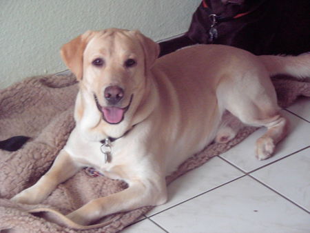 Labrador Retriever Nero