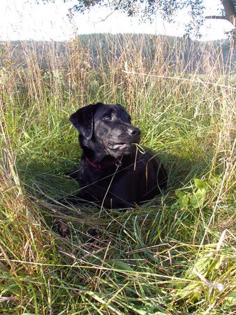 Labrador Retriever