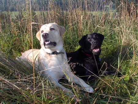 Labrador Retriever