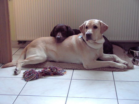 Labrador Retriever Schoko-Luna mit Nero beim schmusen