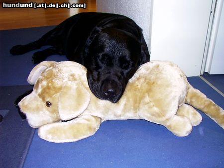 Labrador Retriever ARTHUS ( der schönste Hund auf der ganzen Welt!!!!), Kiel