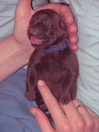 Labrador Retriever Unser Dickster Teddybär