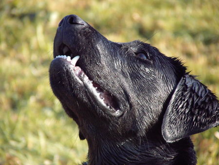 Labrador Retriever