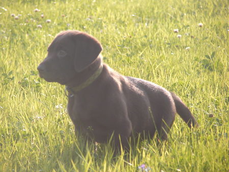 Labrador Retriever Unser Apollo