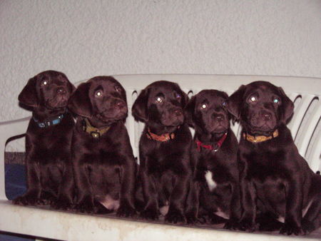 Labrador Retriever Unsere Welpen