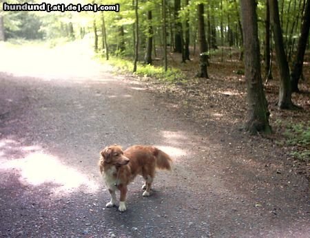 Labrador Retriever Das ist ein Nova Scotia Duck Tolling Retriever