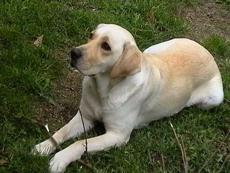 Labrador Retriever Joyce, die kleene Zuckerschnute