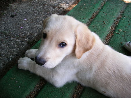 Labrador Retriever Balou, Knapp 9 Wo. Labrador-Retriever-Hovawart-Mischling