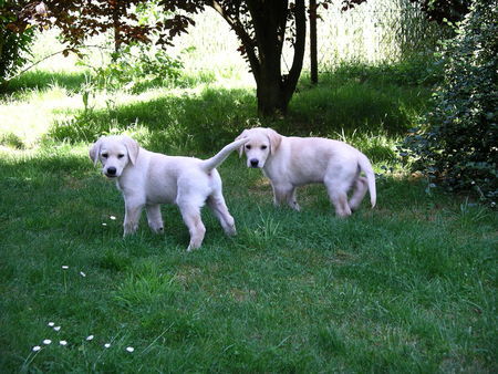 Labrador Retriever Rocko+Balou, knapp 9 Wo. Labrador-Retriever-Hovawart-Mischling