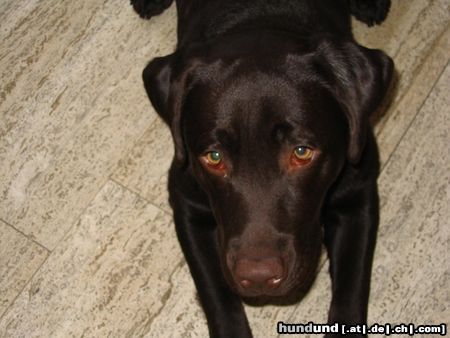 Labrador Retriever Das Labbitier