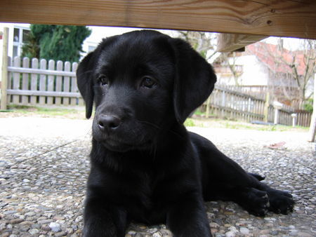 Labrador Retriever Unsere Caro mit 10 Wochen