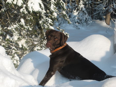 Labrador Retriever Aron der Schneekönig