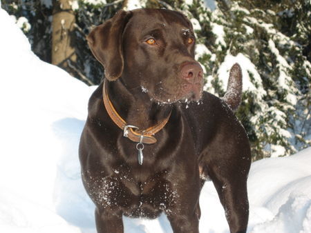 Labrador Retriever toller schnee