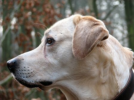 Labrador Retriever Franjo portrait