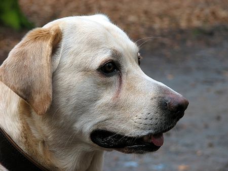 Labrador Retriever Franjo portrait